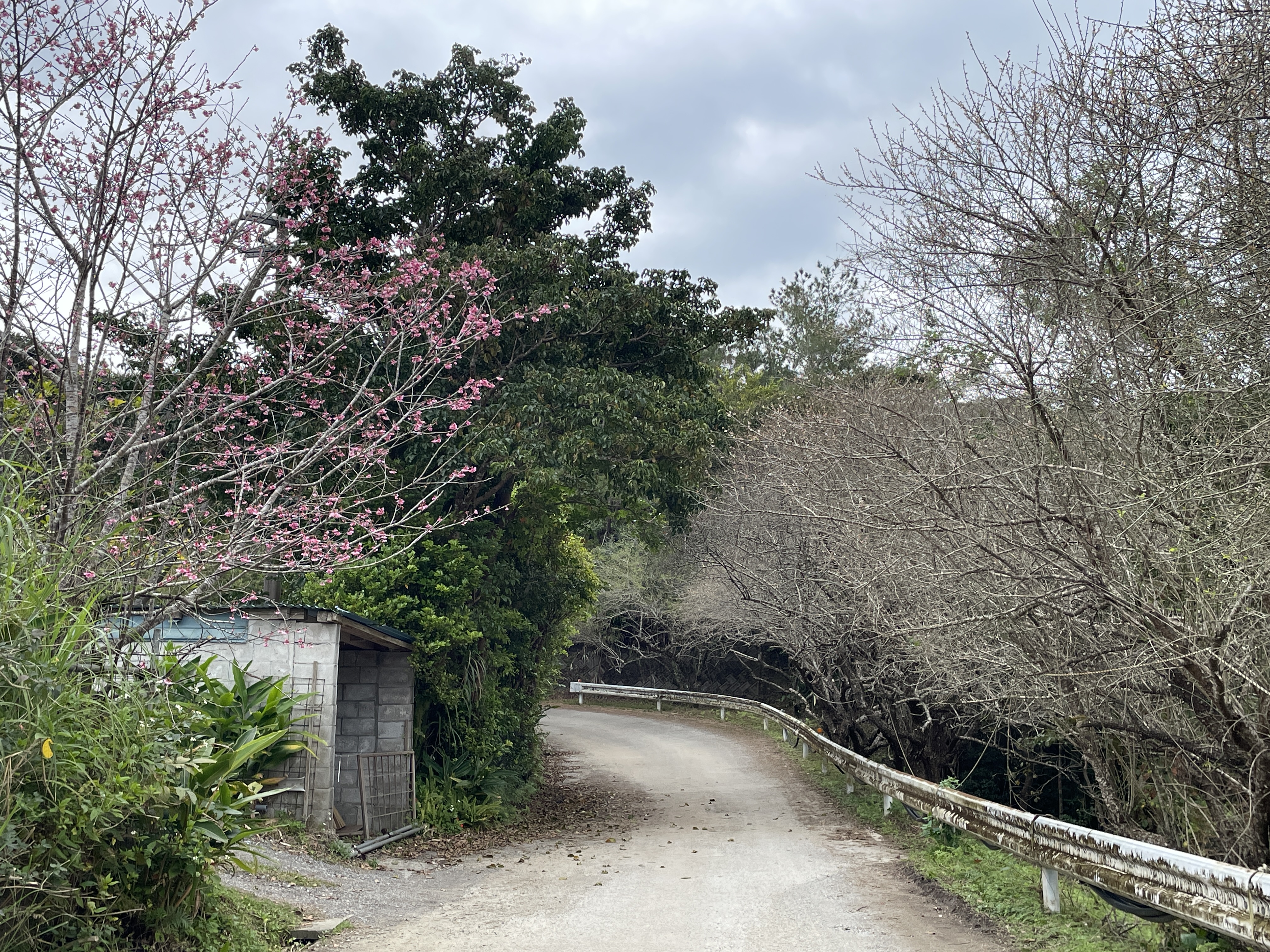 桜の花と梅の花