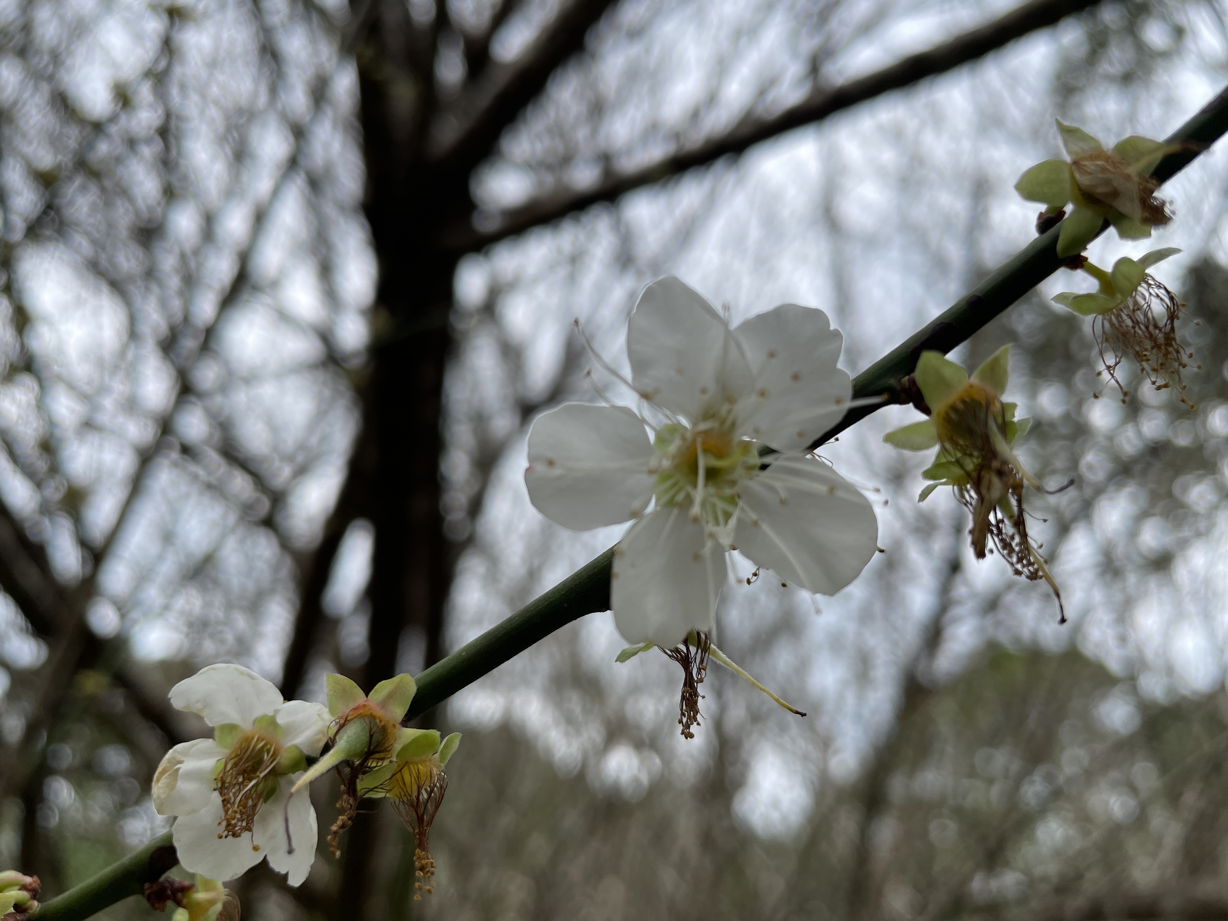 梅の花