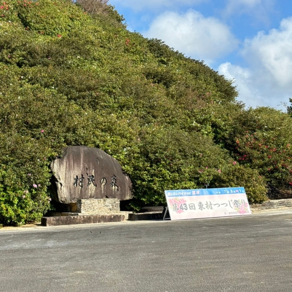 東村の開催直後のつつじの様子1
