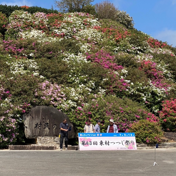 東村の開催後半のつつじの様子2